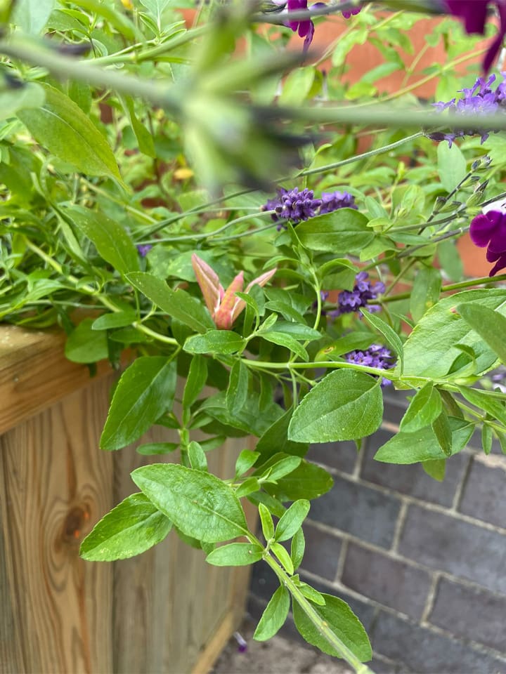 Llandudno Junction Elephant Hawk-Moth